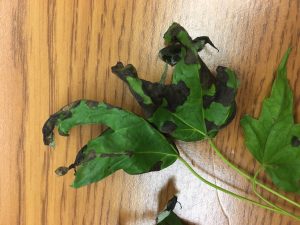Black, dead areas of leaf tissue on maple leaves caused by anthracnose.