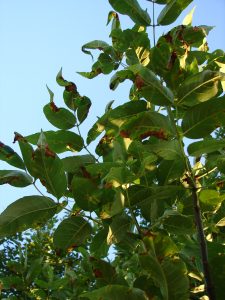 Ash leaflets damaged by anthracnose may be dropped by the tree. 