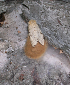 Female gypsy moth lays an egg mass.