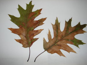 Oak leaves from an oak wilt infected tree. The outer portions of the leaf will be brown or have a water-soaked appearance. Part of the leaf remains green even though the leaf has dropped off the tree. 