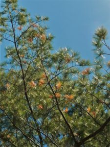 Adult pine sawyer beetles feed on the bark of twigs which can cause branch tip mortality.