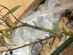 Black canker causes twig mortality and a sunken area on the branch. Photo by Mike Schuessler.
