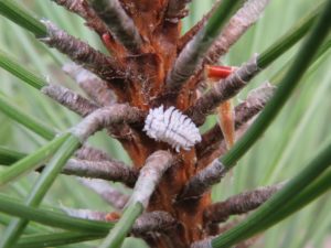 This ladybug larvae, in the genus Hyperaspis, looks like a mealybug and specializes in feeding on pine tortoise scale.