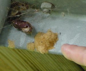 Gypsy moth egg mass.