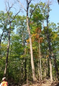 Early-summer logging damage resulted in oak wilt infection of nearly 20 mature n. red oaks. Oaks injured during spring are most vulnerable to infection due to an abundance of viable fungal spores, spore-carrying beetles, and large diameter water-conducting vessels in springwood.