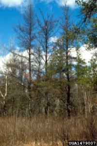 Three host trees showing severe defoliation and mortality due to jack pine budworm defoliation.