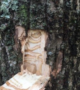 USDA staff evaluate ash trees for harvest by cutting a ‘bark window’ to estimate the degree of infestation from the live EAB larvae they see.