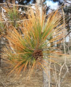 Red pine shoot with needle tip browning from salt spray injury.