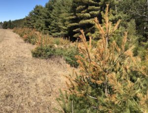 White pine seedlings with salt spray injury concentrated on tissues above the former snowline.