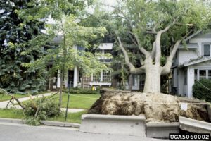 Uprooted tree and damage to house and sidewalk