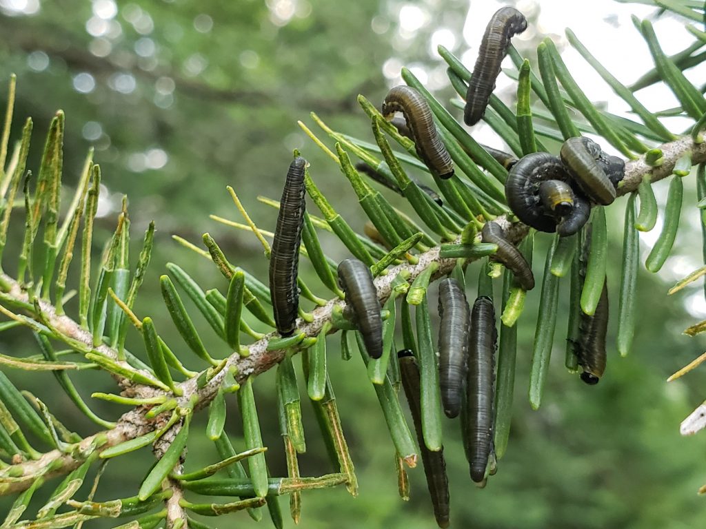 Balsam fir sawfly defoliation showing feeding on the outer parts of the needles.