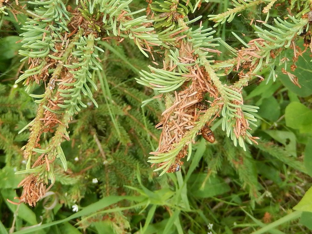 Compared to yellowheaded spruce sawfly, the defoliation by spruce budworm is messy, with dead needles, webbing, and frass.