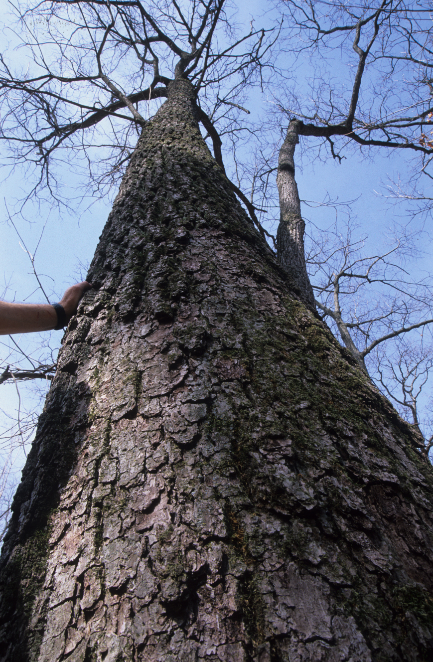 Upward view of a large, leafless black walnut tree.