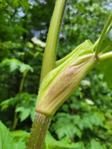 A cow parsnip with a mostly green stem.