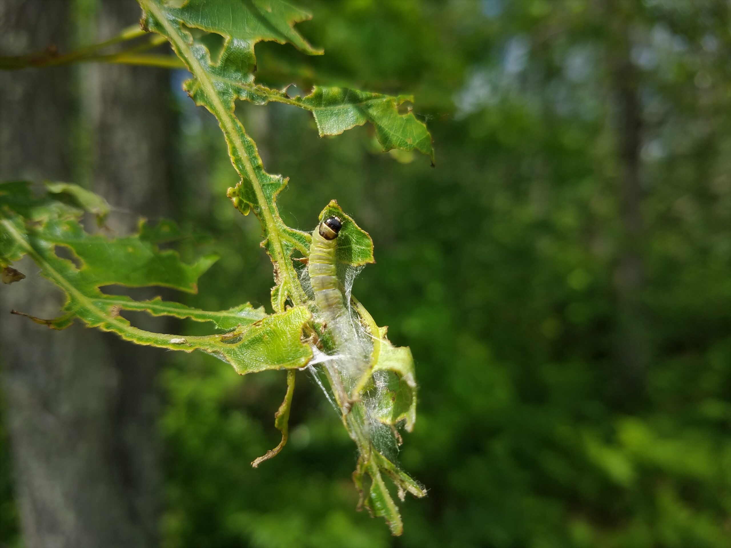 Late instar larva of oak leafroller feeding on leaf