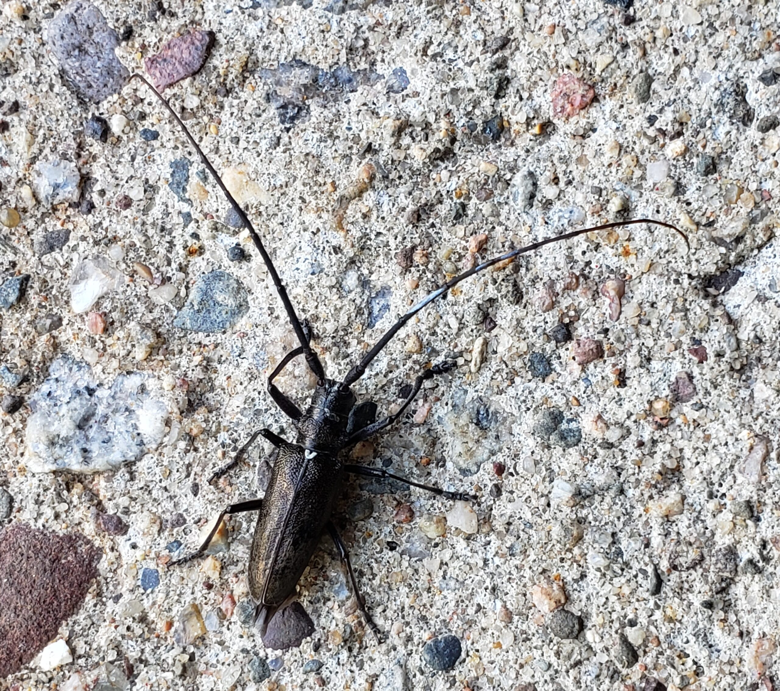 Pine sawyers are black beetles with long antennae. 