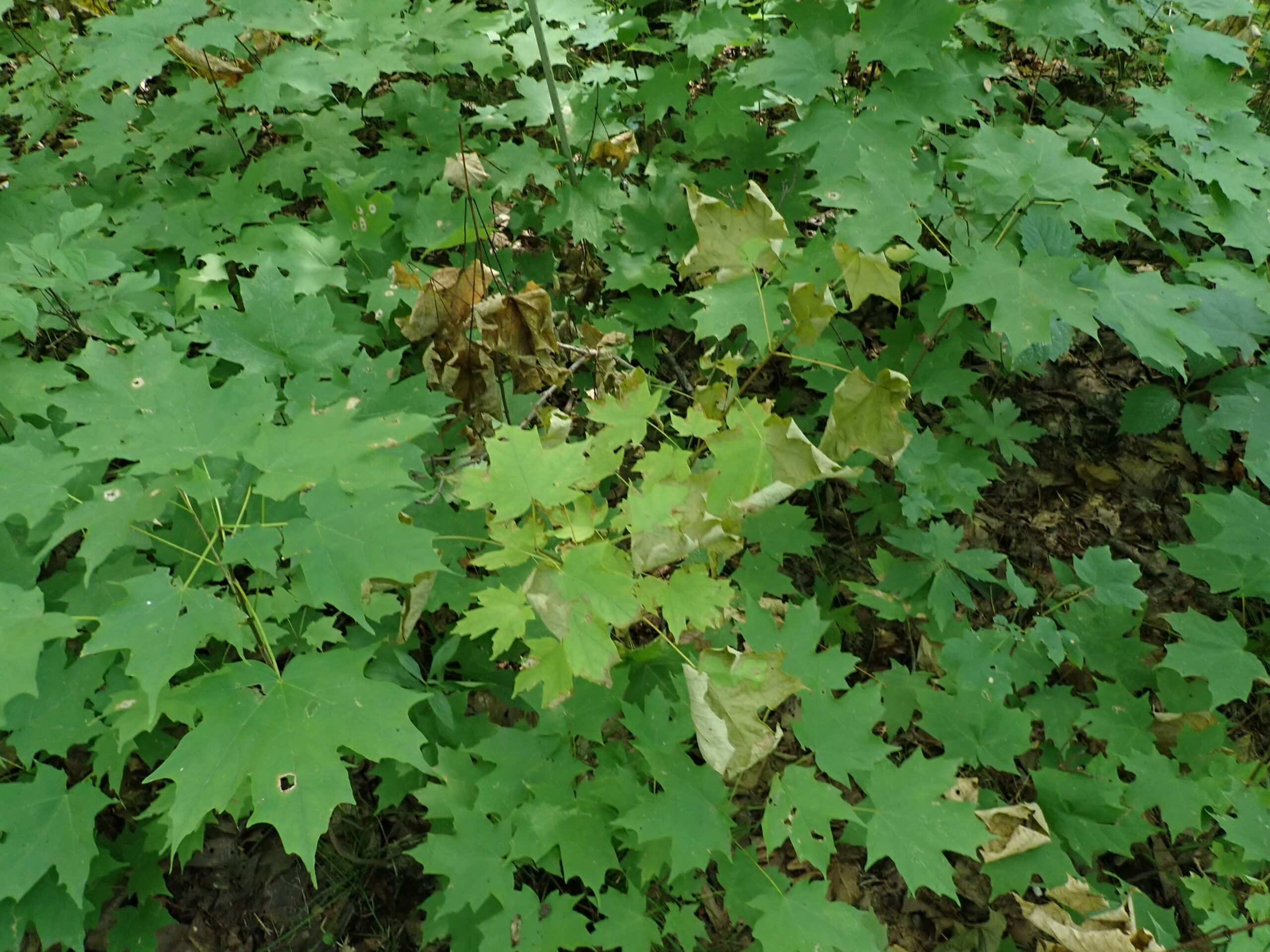 Seeding with yellow leaves surrounded by green seedlings.