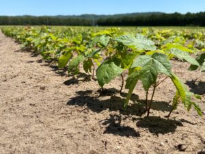 sugar maple seedlings