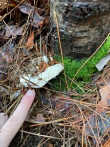 A Heterobasidian root disease fruiting body at the base of a white pine sapling
