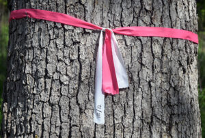 Photo of a tree marked with a ribbon for pesticide/fungicide injection.