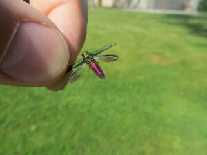 Photo of an adult emerald ash borer.
