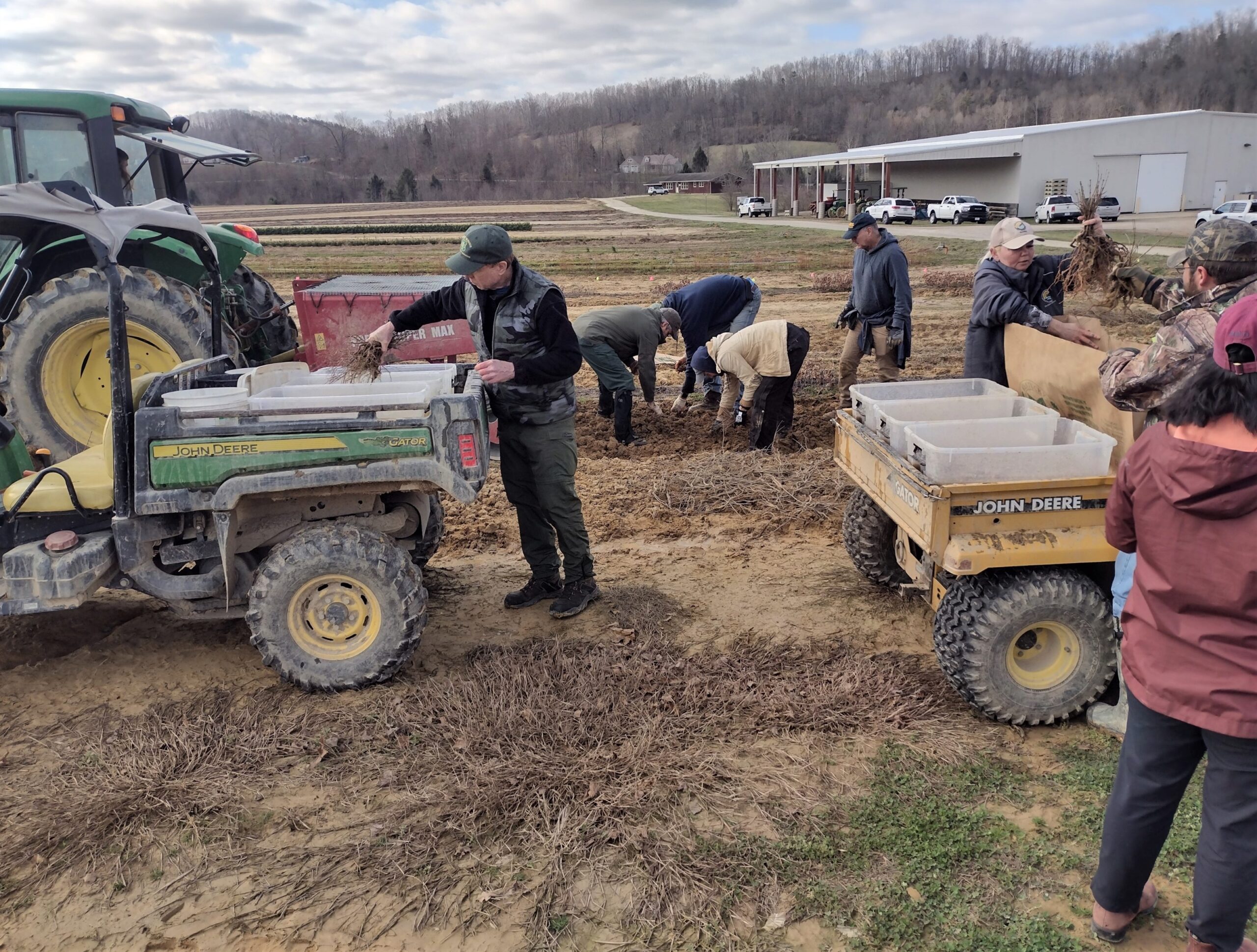 Group of people harvesting, handling, and packaging white oak seedlings