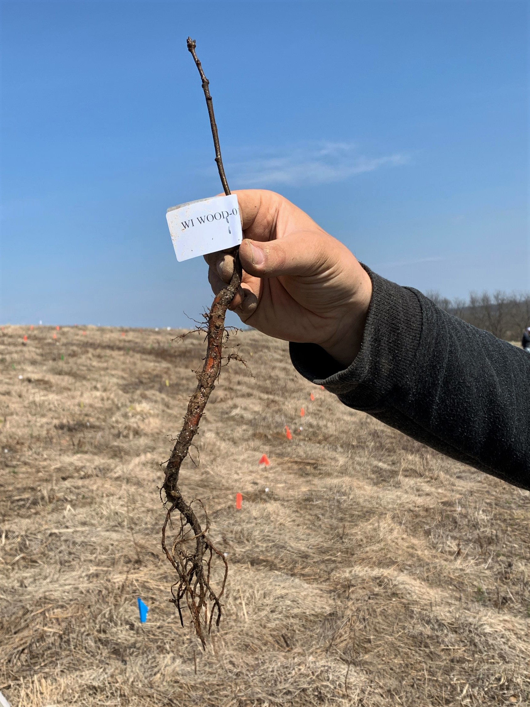 A hand holding a white oak seedling