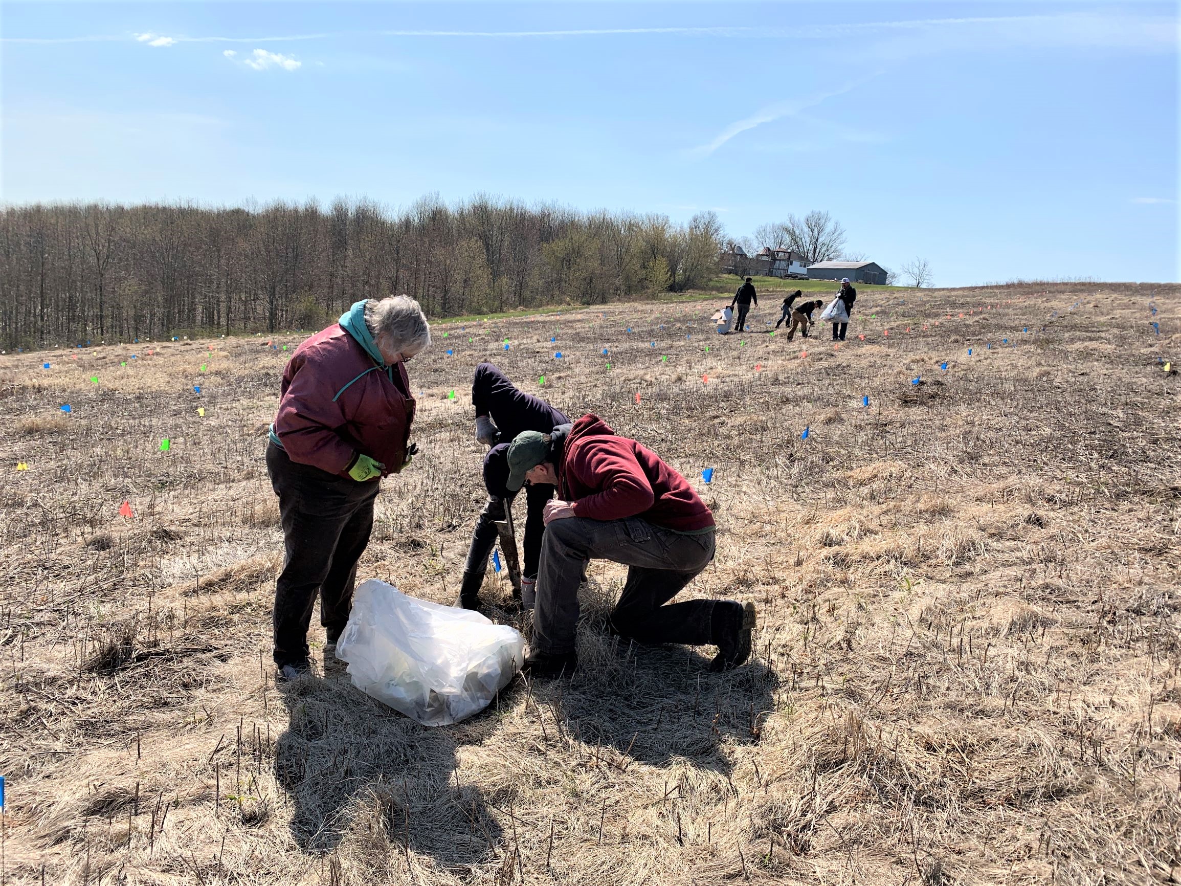 Group of people examining a freshly-planted white oak seedling outside