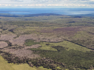 An aerial photo of oak and aspen forests showing heavy defoliation from spongy moth.
