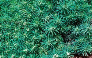 Photo of leaves of cypress purge alternate on the stem and are narrow with pointed tips.