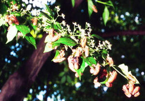 Photo of cicadas on a plant.