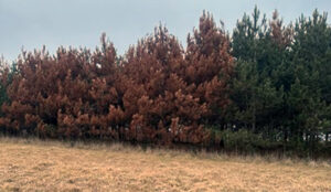 A row of dying pine on excessively drained soils in 2024.