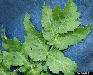 Wild parsnip leaves are coarsely toothed with wrinkled veins.