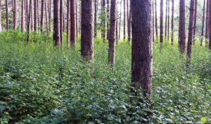 A photo showing a large patch of the invasive plant garlic mustard on a wooded property. The aggressive plant spreads and outcompetes native plants and trees for nutrients.