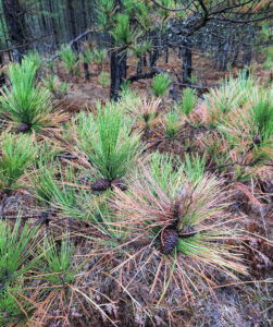 A photo showing older red pine needles that have begun to turn brown by the end of April due to winter desiccation.