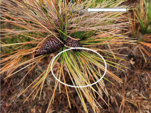 A close-up photo showing red pine needles that have turned tan on the ends due to winter desiccation, but still have a green base. Above them, new growth from the previous year that died from Diplodia tip blight is totally brown.